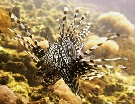 The Lionfish is a spectacularly photogenic species