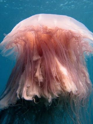 Lion's Mane Jellyfish Facts and Information with Pictures