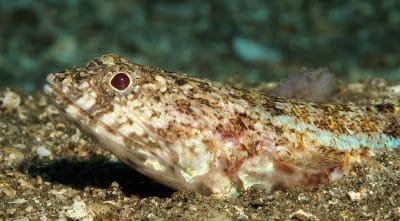 Interesting Facts about Lizardfishes (Synodontidae)