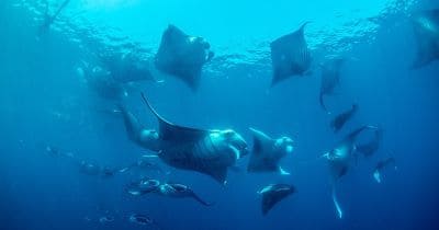 Reef Manta Ray Interesting Facts and Information with Pictures