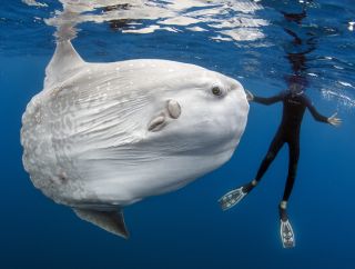 Mola Mola Ocean fish: Marine Life around Philippine Islands