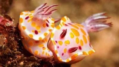 A Picture of two mating Dorid Nudibranchs [Nudibranchia]