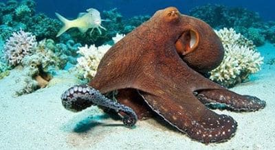 Common Octopus Facts and Information