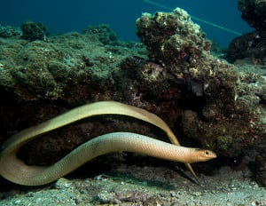 Olive sea snake (Aipysurus laevis) Carnivora