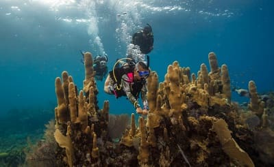 PADI Scuba Diving Internships Explained for Dive Interns in Pattaya, Thailand