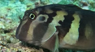 Combtooth Blennies Facts and Information (Blenniidae)