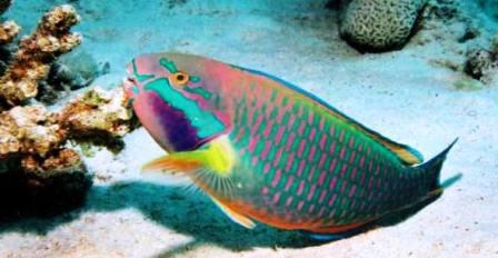 Parrot Fish Facts and Information