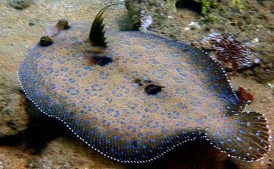 Flatfish Facts and Species Information with Examples