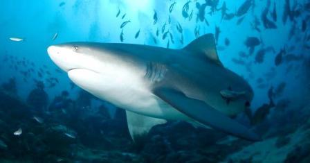 A Picture of a Bull Shark [Carcharhinus leucas]