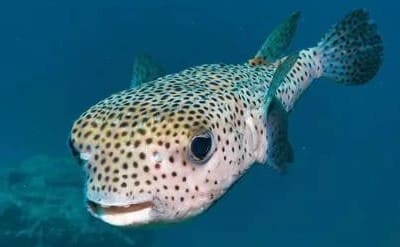 Porcupinefish Facts and Species Information