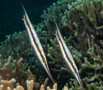 Razorfish (Aeoliscus strigatus) at Koh Rin Island Pattaya Dive Site