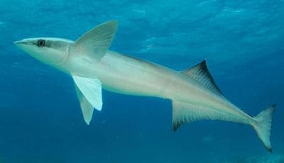 Interesting Facts about Remoras (Echeneidae)