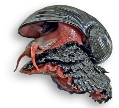 Scaly-Foot Snail Facts: Information about Chrysomallon squamiferum