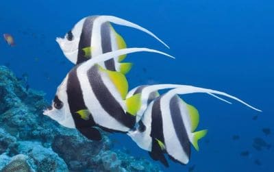 Schooling Bannerfish Facts and Information with Pictures