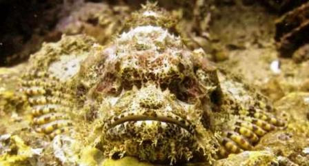 Scorpion Fish Facts and Species Information