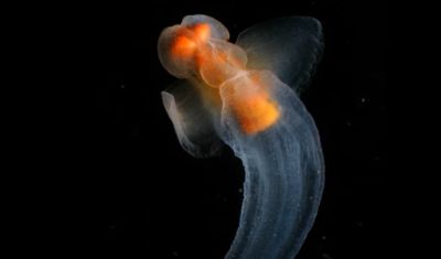 ข้อเท็จจริงที่น่าสนุกและน่าสนใจเกี่ยวกับนางฟ้าทะเล (clade Gymnosomata)