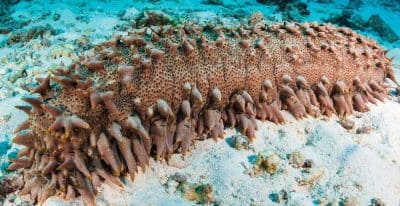 Sea Cucumber Facts and Species Information with Examples