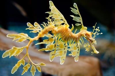 Yes... A Sea Dragon Is a Real Thing [Scientific Name: Phycodurus eques]!