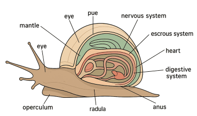 แผนภาพที่มีป้ายกำกับแสดงกายวิภาคและส่วนต่างๆ ของร่างกายหอยทากทะเล