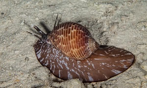 Sea Snails Facts and Species Information with Pictures