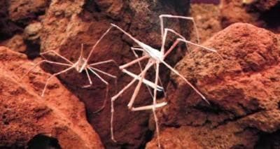 Sea Spiders Facts and Species Information