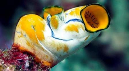 Sea Squirts Facts and Species Information