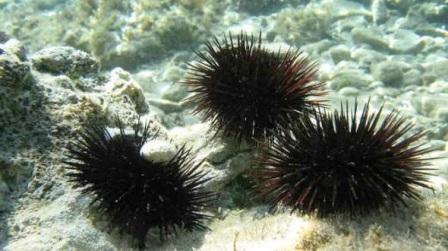 Sea Urchins Facts and Information