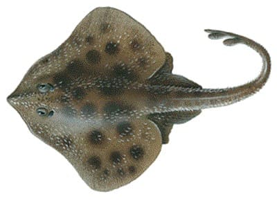 Skate Fish Information and Interesting Facts about the Family Rajidae
