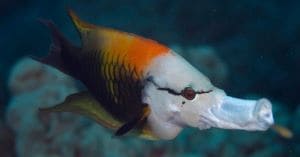 Slingjaw Wrasse Fish Facts and Species Information.