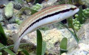 Slippery Dick Fish (Halichoeres bivittatus)