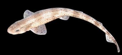 Small-spotted Catshark Facts (Scyliorhinus canicula)