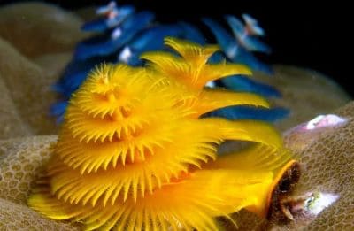 A Picture of Christmas Tree Worm [Spirobranchus giganteus]