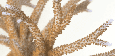 Interesting Facts and Information about Staghorn Coral