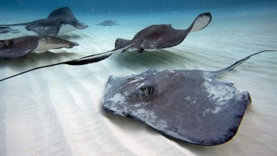 Marine Ray Fish Facts and Species Information with Pictures