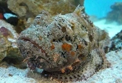 Stonefish at Hin Rap Dive Site near Koh Chang Island Thailand