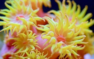 Sun Coral Facts and Information with Pictures