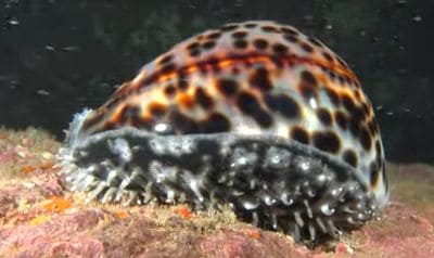 Fun and Interesting Facts about Cowries (family Cypraeidae)
