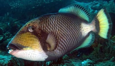 Triggerfish Facts and Species Information