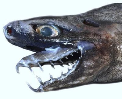 Viper Dogfish Shark (Trigonognathus kabeyai) Facts and Information