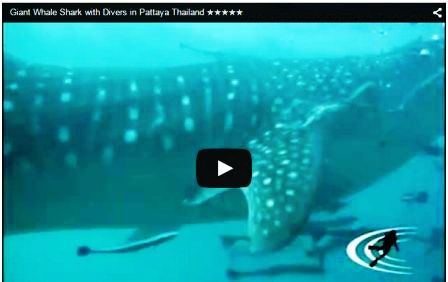 Whale Shark Spotted at Pattaya Islands