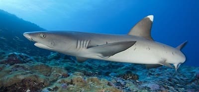 Whitetip Shark at Coral Garden Dive Site Tulamben Bay in Bali