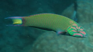 Wrasses Facts and Species Information with Pictures