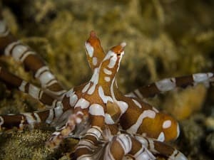 Wunderpus Octopus (Wunderpus photogenicus)
