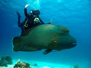 Tips and advice for your first experience in scuba diving.