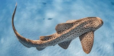 Zebra Shark at G.K. Island Dive Site Krabi